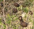 Syrian mesquite